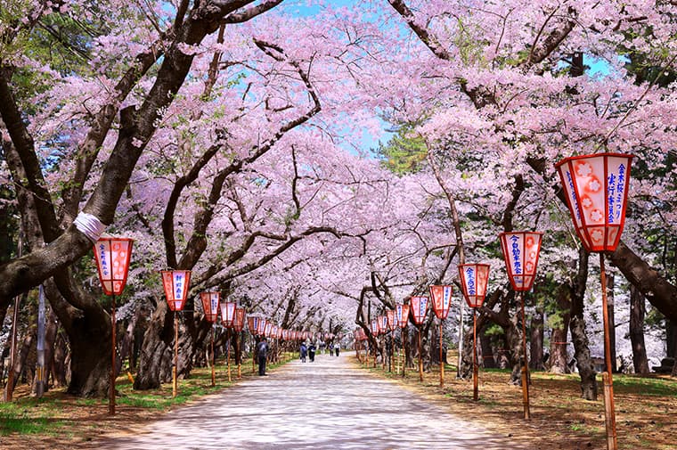 東北桜マップ