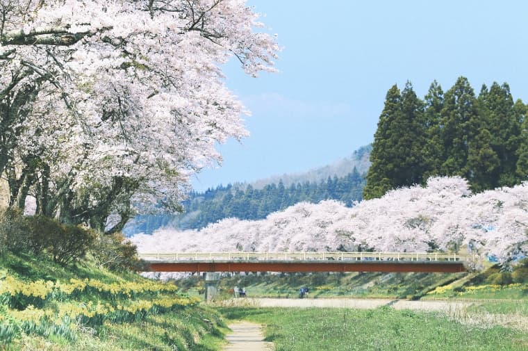 日桜さん専用確認 観測史上最早で開花！弘前公園「桜」2023/04/07｜青森弘前：弘南鉄道